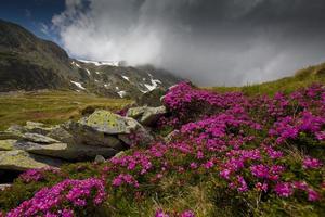 alpine Landschaft und rosa Rhododendronblüten