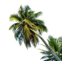 Kokosnussbaumbiegung isoliert auf weißem Hintergrund foto