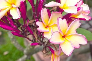 Closeup rosa und gelbe Plumeria im Garten foto