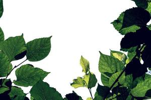 Grünes Blattmuster, Herbstpflanzenblatt isoliert auf weißem Hintergrund, Maulbeerbaum im Schatten foto