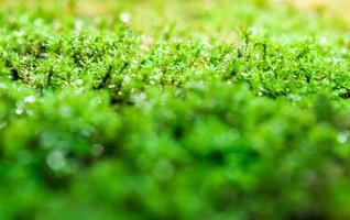 Frisches grünes Moos wächst auf dem Boden mit Wassertropfen im Sonnenlicht foto