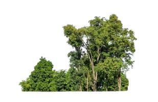 grüne Bäume isoliert auf weißem Hintergrund. sind Wald und Laub im Sommer sowohl für den Druck als auch für Webseiten foto