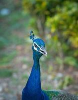 die nahaufnahme des kopfes des pfaus im wildpark. foto