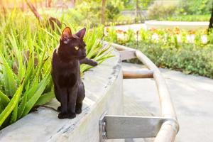 schwarze Katze im Garten foto