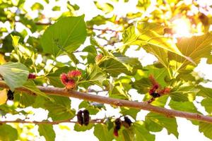 Rote Maulbeerfrucht im Bauernhof. foto