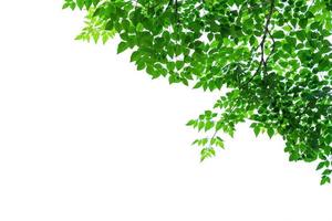 grüne Blätter Muster isoliert auf weißem Hintergrund foto