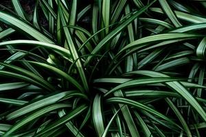 grüne blattmuster für naturkonzept, blattstrukturierter hintergrund, spinnenpflanze foto