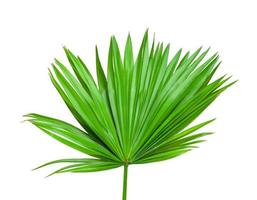 grünes Blattmuster, tropisches Fächerpalmenblatt lokalisiert auf weißem Hintergrund foto