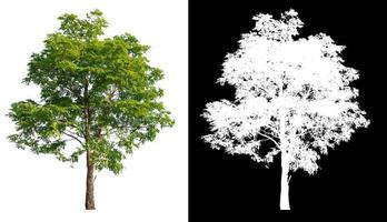 isolierter einzelner Baum auf weißem Hintergrund mit Beschneidungspfad und Alphamaske foto