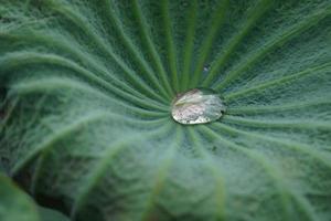 Wassertropfen auf grünem Lotusblatt. foto