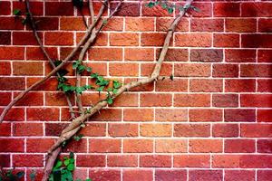 Efeu an der Wand mit braunem Backstein, Vintage-Ton foto