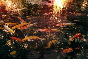 Herbstblätter im Wasser mit ausgefallenem Karpfen und Sonnenschein, orangefarbener Ton foto