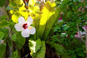 Weiße Hibiskusblüte im Garten. foto