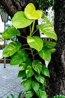 grüne Blätter Muster von epipremnum aureum Laub im Garten, exotische tropische Blätter, Teufels-Efeu, goldene Pothos foto