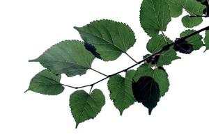 Grünes Blattmuster, Herbstpflanzenblatt isoliert auf weißem Hintergrund, Maulbeerbaum im Schatten foto