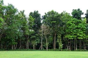 Baumreihen mit grünem Gras foto