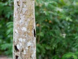 Detail Textur Baumrinde aus Holz, Hintergrundmuster foto