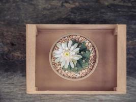 Draufsicht Blumenblüte von Kakteen in einem Holz-Pickup auf dem Holzboden, Vintage-Stil foto