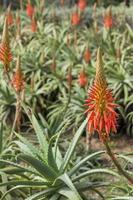 Aloe Arborescens, eine Art blühender saftiger mehrjähriger Pflanzen foto