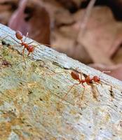 Zwei rote Ameisen auf einem trockenen Ast. foto