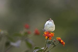 großer weißer Schmetterling (pieris brassicae) foto