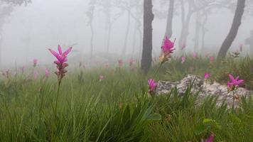 wildes siam-tulpenfeld curcuma sessilis mit nebel am morgen im pa hin ngam nationalpark. Chaiyaphum, Thailand. foto