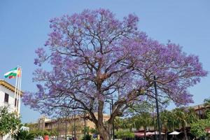 benalmadena, andalusien, spanien - 9. mai. blauer jacaranda, jacaranda mimosifolia, blüte in benalmadena, spanien am 9. mai 2014. nicht identifizierte personen. foto