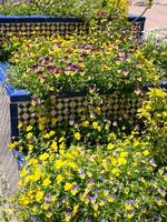 ein teppich aus violas, violaceae, der sich über einige stufen in estepona, spanien, ausbreitet foto