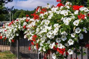 Blumenampeln während des East Grinstead in Bloom Events foto