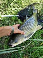 Fischerhand, die einen frisch gefischten Karpfen hält foto