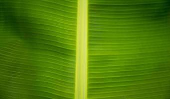 natürlicher Hintergrund des Bananenblattbildes foto
