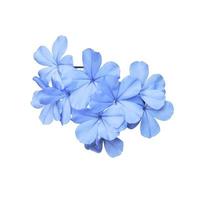 Weiße Plumbago- oder Kap-Leadwurz-Blüten. Nahaufnahme blau-violetter Blumenstrauß isoliert auf weißem Hintergrund. Draufsicht kleiner Blumenstrauch. foto