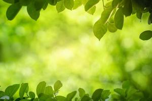 Nahaufnahme des grünen Blattes der schönen Naturansicht auf unscharfem grünem Hintergrund im Garten mit Kopienraum unter Verwendung als Hintergrundbildseite concept.i foto