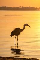 Ein großer blauer Reiher sucht während eines goldenen Sonnenaufgangs nach Frühstück. foto