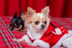 neujahr, weihnachten, haustiere. Zwei Mini-Chihuahua-Hunde, schwarz und weiß, liegen auf einem Sofa auf einer roten Decke. foto