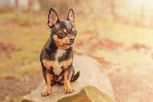 dreifarbiger Chihuahua-Hund. kleiner reinrassiger Hund in der Natur. foto