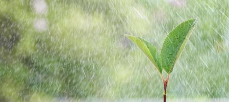 junger grüner Sprössling im Regen, Nahaufnahme. Foto mit Kopierbereich.