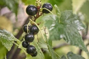 Beeren reife schwarze Johannisbeere bedeckt mit Regentropfen auf einem Hintergrund aus grünen Blättern. foto