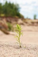 eine einsame grüne Pflanze, die vom Sonnenlicht beleuchtet wird und auf dem Sand wächst. Foto mit Kopierbereich. der Hintergrund in Unschärfe.