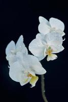 Weiße Orchidee Makroaufnahme isoliert auf schwarzem Hintergrund foto