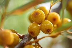 Sanddornbeeren hautnah auf dem Hintergrund von Zweigen. foto