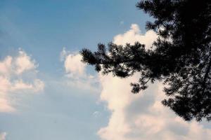 Silhouette von Pine Tree Branch gegen blauen Sommerhimmel mit leichten Wolken ins Sonnenuntergangslicht foto