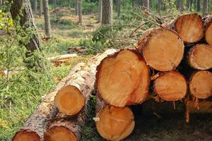 Geschnittene Baumstämme mit verschiedenen Durchmessern, die in einem Wald auf grünem Gras gestapelt liegen foto