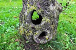 ein sehr alter verdrehter Baum mit vielen Wurzeln. foto