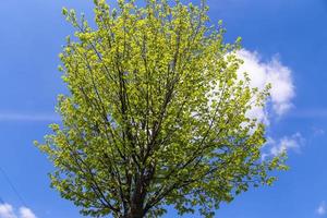 Blick in grüne Bäume im Frühling mit blauem Himmel. foto