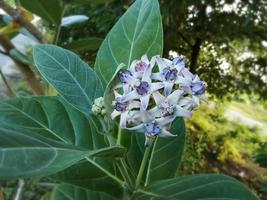 Nahaufnahme der lila Kronenblume oder der riesigen indischen Wolfsmilch auf natürlichem Hintergrund. Calotropis gigantea. Heilpflanze. foto