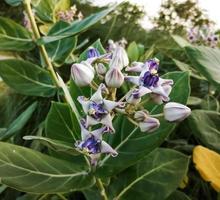 Nahaufnahme der lila Kronenblume oder der riesigen indischen Wolfsmilch auf natürlichem Hintergrund. Calotropis gigantea. Heilpflanze. foto