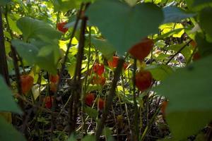 physalis alkekengi - orange Laternen von Physalis alkekengi zwischen grünen Blättern foto