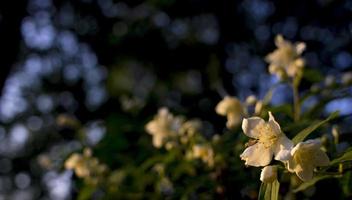 Schöne weiße Jasminblüte an bewölkten Sommertagen foto