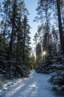 verschneite Straße im Wald. Winterlandschaft. foto